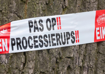 Eikenprocessierups bestrijding door Pongers